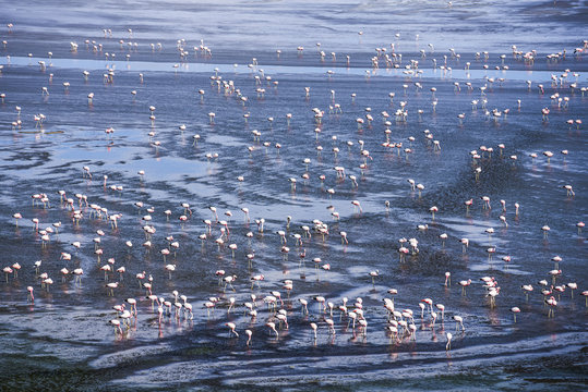 Thousands of flamingos at Laguna Colorada, a salt lake in the Altiplano of Bolivia in Eduardo Avaroa Andean Fauna National Reserve, Bolivia