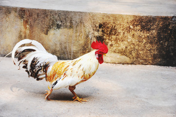 cock walking  on the concrete floor in evening