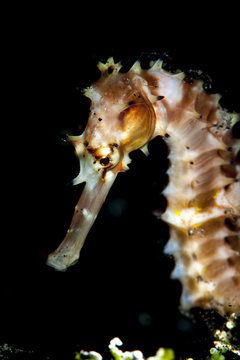 Thorny seahorse (Hippocampus hystrix), Sulawesi, Indonesia