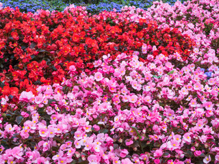 Selective soft focus on colourful field of flowers. Floral background of red, blue and pink flowers close up. Colourful floral pattern closeup.