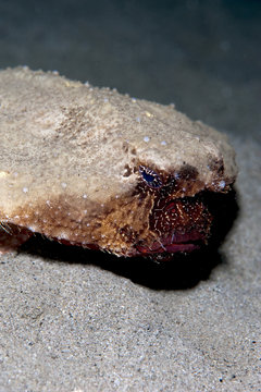 A rare rough back walking batfish (Ogcocephalus parvas) that usually lives at depth to 300m, Dominica