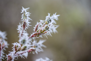 Winter in the garden and the first frosts and frozen rose flowers. 