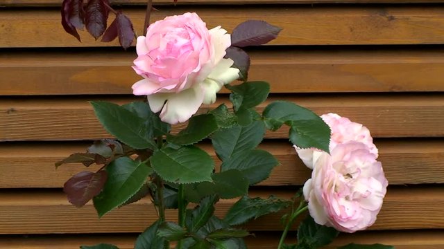 Die Bl&uuml;ten der Rose "Herberstein" werden vom Wind bewegt