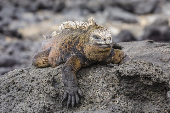 Galapagos marine iguana (Amblyrhynchus cristatus) basking in Puerto Egas, Santiago Island, Galapagos Islands, Ecuador 