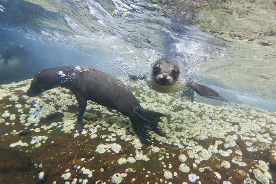 Galapagos sea lions (Zalophus wollebaeki) underwater, Guy Fawkes Islands, Galapagos Islands, Ecuador