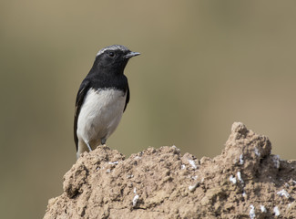 Variable Wheatear (Oenanthe picata)