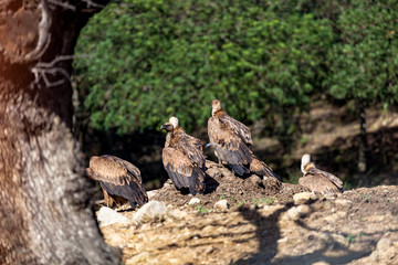 Griffon Vulture, (Gyps fulvus)