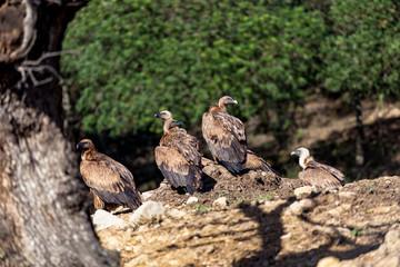 Griffon Vulture, (Gyps fulvus)