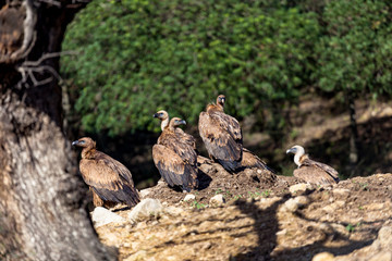 Griffon Vulture, (Gyps fulvus)