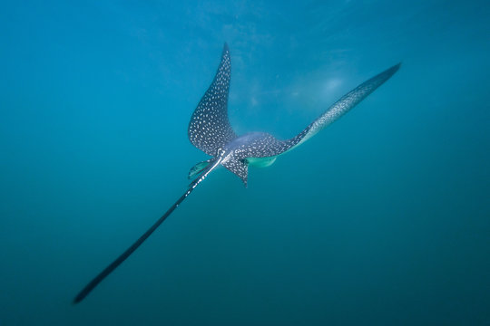 Spotted eagle ray (Aetobatus narinari) underwater, Leon Dormido Island, San Cristobal Island, Galapagos Islands, Ecuador