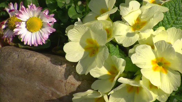 Die im Wind zitternden G&auml;nsebl&uuml;mchen werden von Schl&uuml;sselblumen bewacht