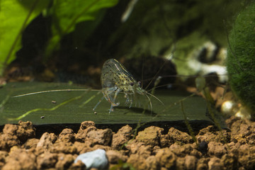 Amano shrimp