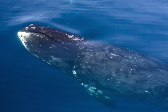 Adult bowhead whale (Balaena mysticetus) surfacing in Arctic Harbour, Isabella Bay, Baffin Island, Nunavut, Canada 