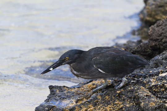 Lava heron (striated heron) (Butorides striata), Puerto Egas, Santiago Island, Galapagos, Ecuador