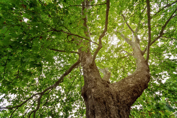 tree in the sun / bright summer photo summer background