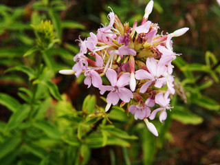 Saponaria officinalis (common soapwort, bouncing-bet, crow soap, wild sweet William, soapweed) 