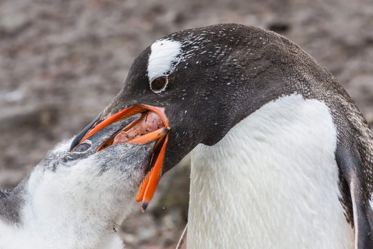 Adult gentoo penguin (Pygoscelis papua) feeding chick, Hannah Point, Livingston Island, South Shetland Islands, Antarctica, Southern Ocean