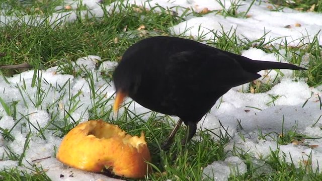 Ein Amselm&auml;nnchen frisst in einer teilweise mit Schnee bedeckten Wiese an einem Apfelst&uuml;ck (Gro&szlig;aufnahme)