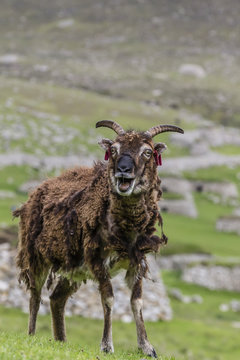 An ancient form of sheep called the Soay roaming the stone remains of the evacuated village on Hirta, St. Kilda Archipelago, Scotland
