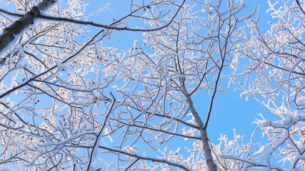 Snowy forest and blue sky background