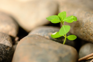 Growth concept.Close up of young sprout with stone in sunlight.
