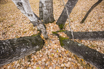 The autumn birch trees and leaves