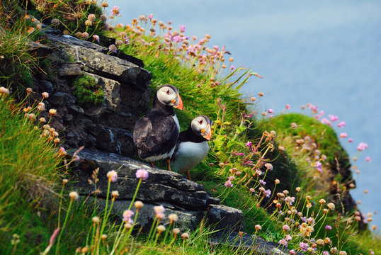 Two Puffins, Westray, Orkney Islands, Scotland 