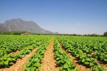 Fototapeta na wymiar Tobacco farm