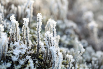 Frost and Ice on Cladonia Deformis Lichen