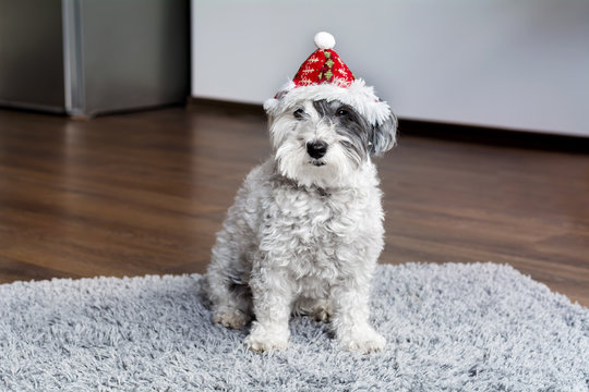 christmas dog with red hat 