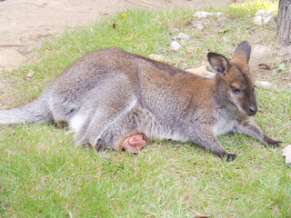 Wallaby is an animal has an australasian marsupial that is similar to, but smaller than, a kangaroo.