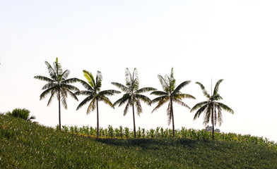 Obraz premium Line up of coconut tree