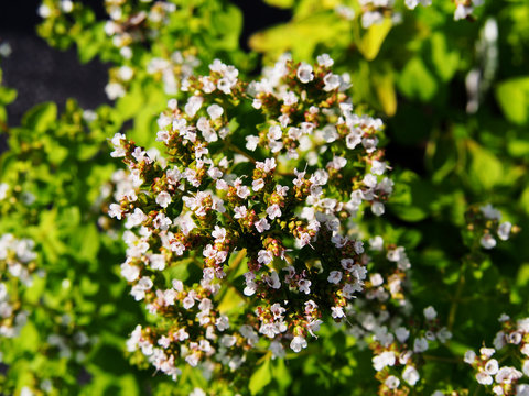 Golden oregano, Origanum vulgare 'Thumble's Variety' in full bloom  