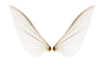 Wings of insect