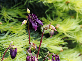 Purple Aquilegia -  granny's bonnet, columbine  