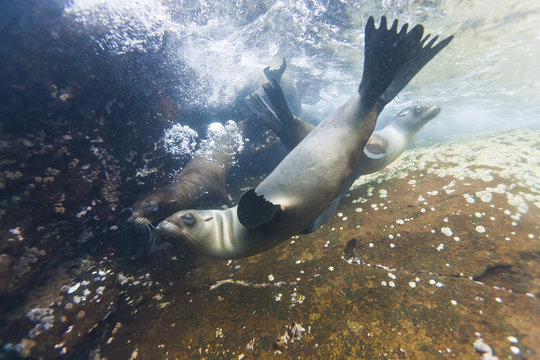 Galapagos sea lions (Zalophus wollebaeki) underwater, Guy Fawkes Islands, Galapagos Islands, Ecuador