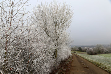 Frosty morning. Trees covered with hoarfrost