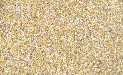 natural background, sea shell hammer, natural texture Photo