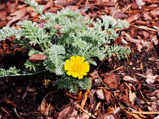Anthemis marschalliana - Filigree daisy   