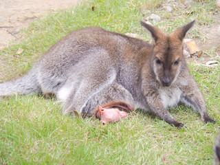 Wallaby is an animal has an australasian marsupial that is similar to, but smaller than, a kangaroo.