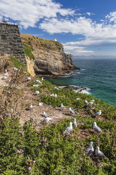 Red-billed gulls (Chroicocephalus scopulinus), breeding colony near Dunedin, Otago, South Island, New Zealand