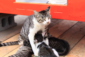 Mother cat nursing her little kittens
