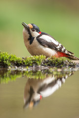 Great Spotted Woodpecker