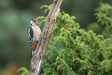 Great Spotted Woodpecker