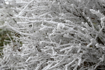 Rime / Branches of bushes in the cold