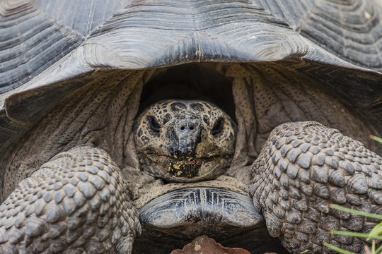 Wild Galapagos giant tortoise (Chelonoidis nigra) in Urbina Bay, Isabela Island, Galapagos Islands, Ecuador 