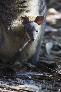 Close-up portrait of young kangaroo in pouch