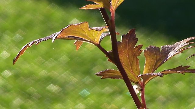 Herbstlich gef&auml;rbte Bl&auml;tter bewegen sich im Wind