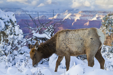 Elk (Cervus canadensis) (wapiti), South Rim, Grand Canyon National Park, Arizona