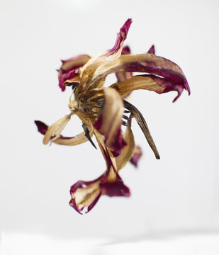 Close-up of wilted flower over white background